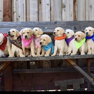 Hill Country Chapter